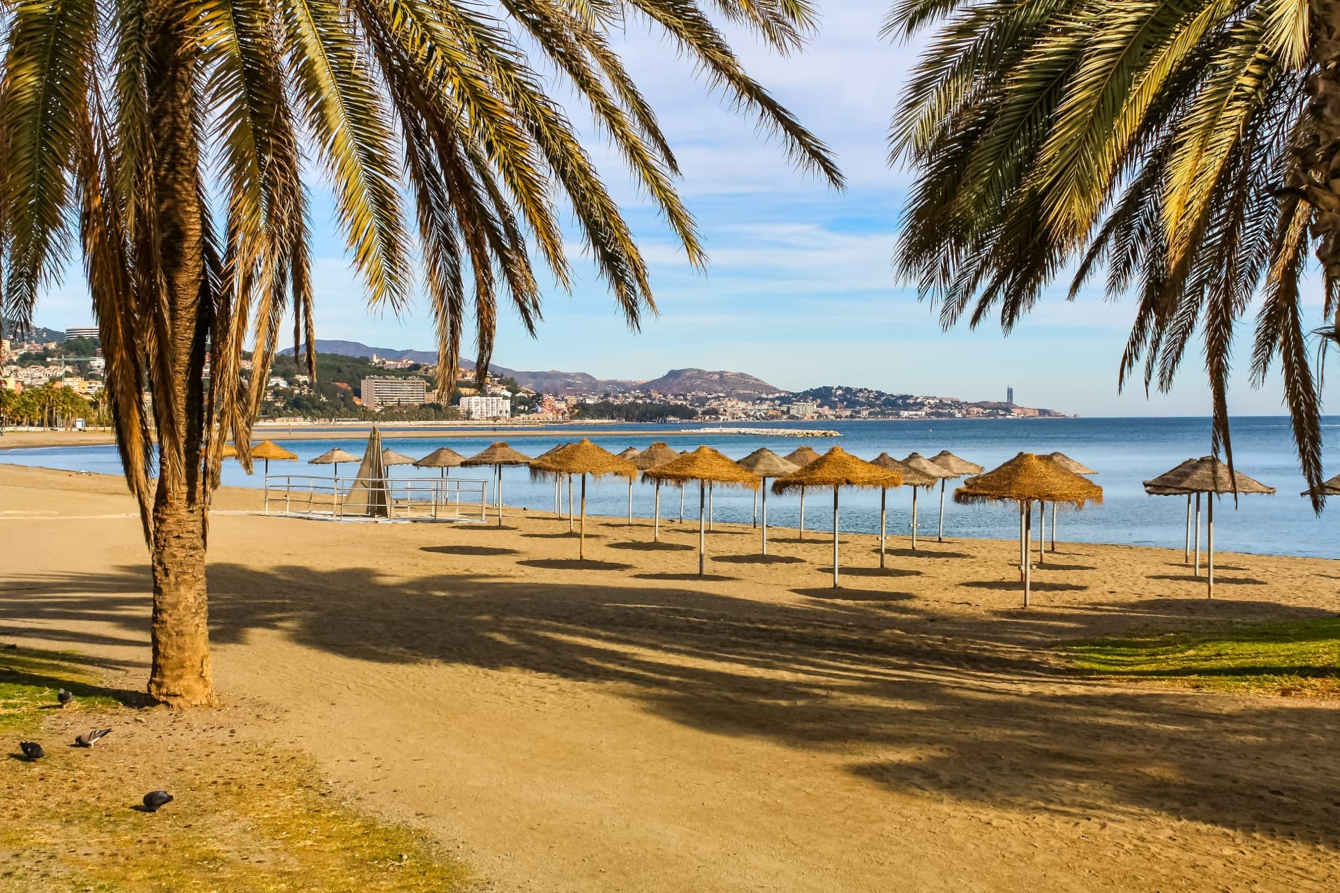 beach-with-palm-trees-umbrellas-sand-summer-day-without-people-malaga-web